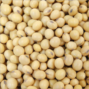 Organic Soya Bean Uncooked Aus grown